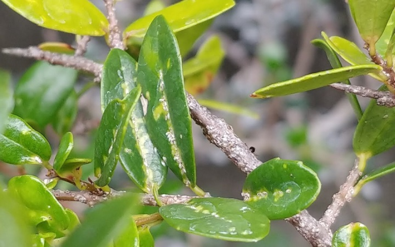 Do côn trùng, sâu bọ gây hại là nguyên nhân chính gây các bệnh vàng lá cây