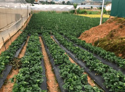 Một số hạn chế và cách khắc phục khi trồng rau mùa mưa