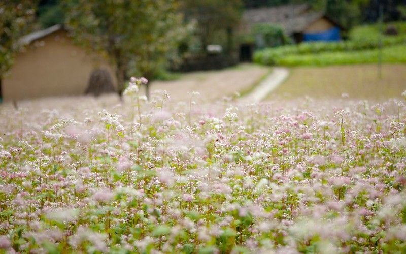 Nên đi du lịch Hà Giang mùa nào đẹp nhất?